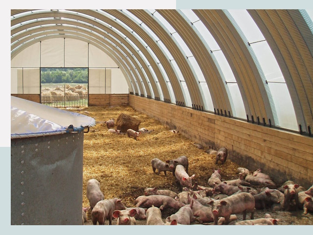 Строительство свинарников в Великом Новгороде