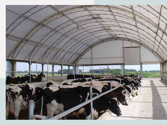 Тентовые коровники в Великом Новгороде